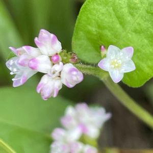 ミゾソバ,ミゾソバ,花壇,山野草,タデ科の画像