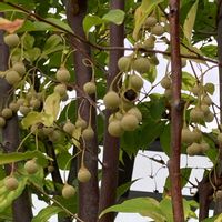 エゴノキ,ツリバナ,エゴノキの実,ツリバナの実,ツリバナ﹙吊り花﹚の画像