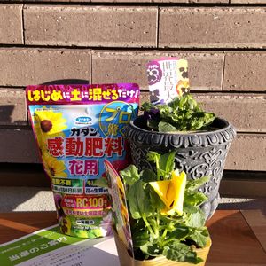 寄せ植え,多肉植物,ドライフラワー,多肉寄せ植え,ガーデニングの画像