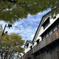 ケヤキ,モミジ,レトロな建物,木曜日は木,伊丹酒蔵通りの画像