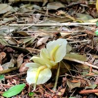 ミョウガの花,ミョウガ,黄色い花,野菜の花,グリーンのある暮らしの画像