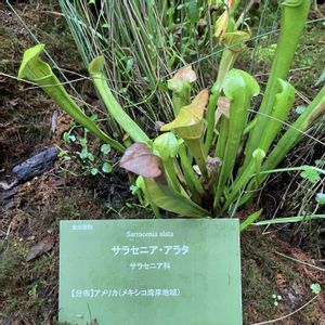 サラセニア・アラタ,サラセニア・アラタ,植物園,散歩,温室の画像