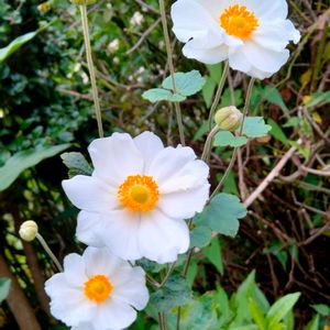 シュウメイギク,シュウメイギク（秋明菊）,シュウメイギク・白,地植え,白い花の画像