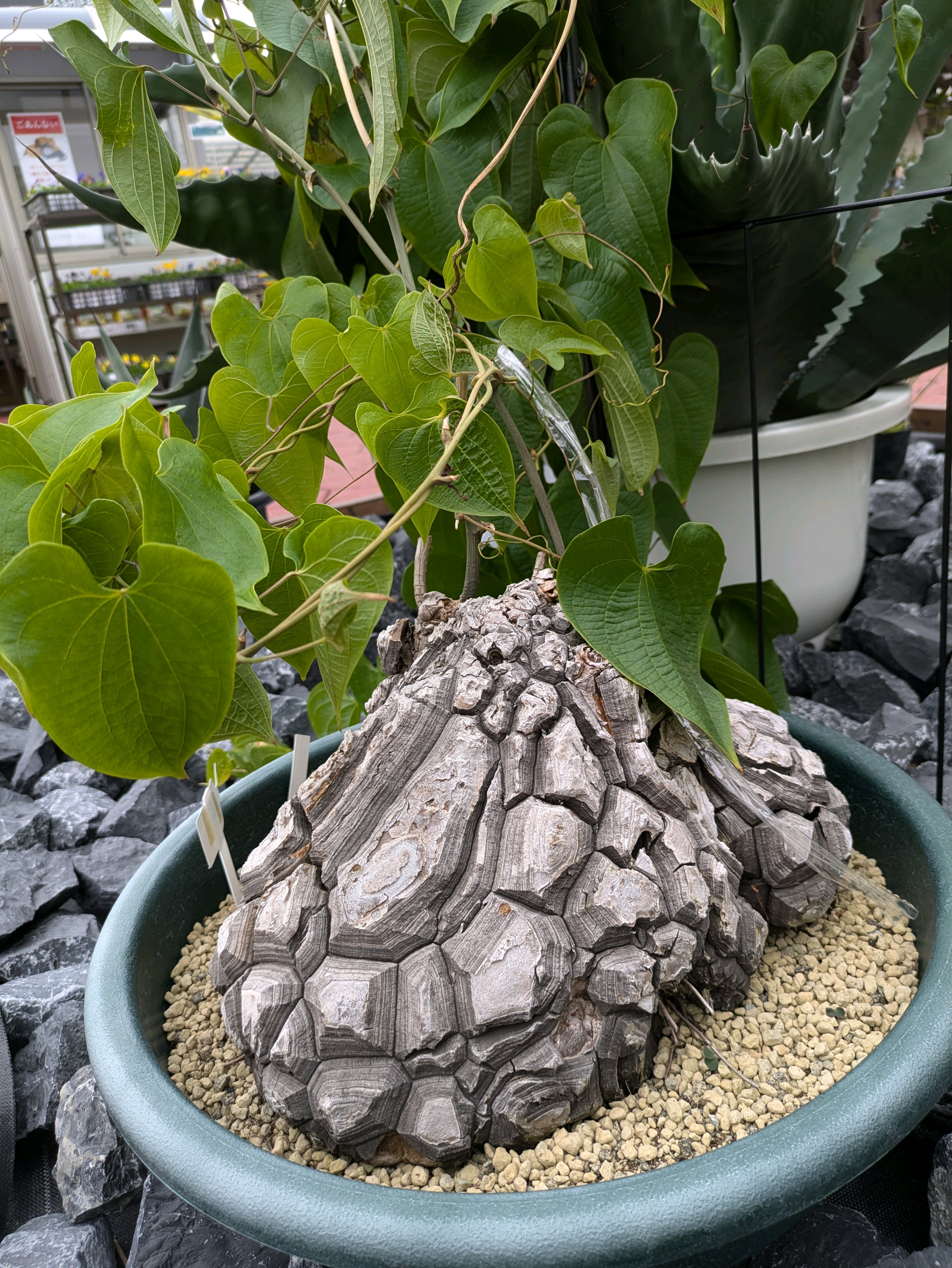 やばすぎた コーナン ガーデンズ｜🍀GreenSnap（グリーンスナップ）