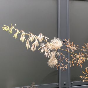 タケニグサ,タケニグサ,道端の草花,花言葉,有毒植物の画像