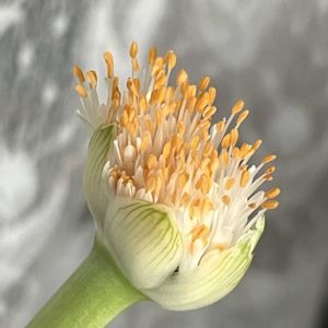 花のある暮らし,マユハケオモトの花✿,多様性を愛する会,テラスの画像