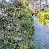 秋明菊,秋明菊ピンク,シュウメイギク（秋明菊）,今日の花,川のある風景の画像