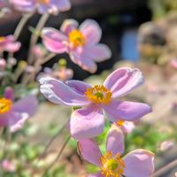秋明菊,秋明菊ピンク,シュウメイギク（秋明菊）,今日の花,今日のお花の画像