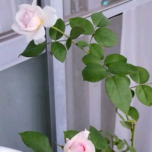 ベランダガーデン,マイガーデン,薔薇♪,花のある暮らし,no green no lifeの画像