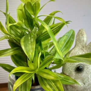 ドラセナ,ドラセナ スルクロサ,観葉植物,ハイドロカルチャー,斑入り。の画像