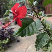 アンスリューム,オキザリス・トライアングラリス,ディスキディア ミリオンハート,斑入りハイビスカスの花,いつも心に太陽をの画像