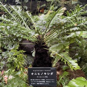 オニヒノキシダ,オニヒノキシダ,植物園,散歩,温室の画像