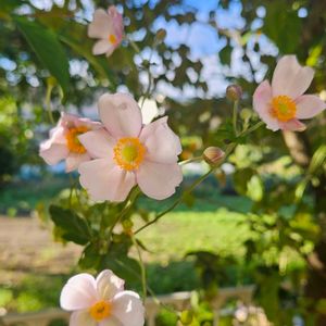 シュウメイギク,シュウメイギク,秋明菊,八重咲きシュウメイギク,八重咲きシュウメイギクの画像