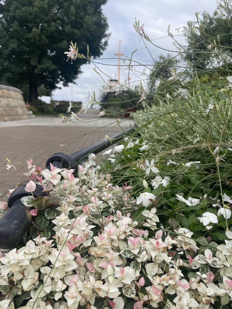 あーちゃんさんの山下公園への投稿