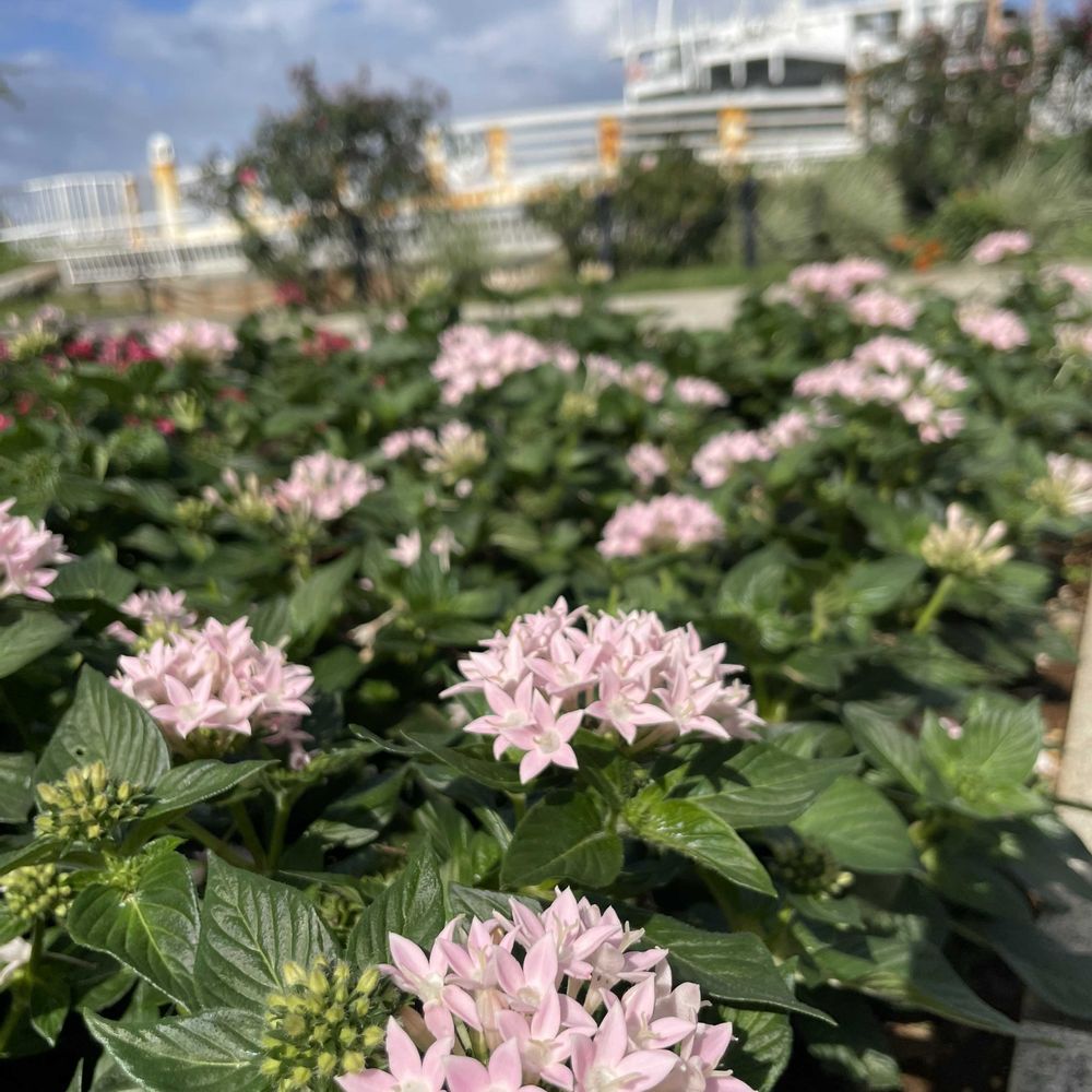 あーちゃんさんの山下公園への投稿