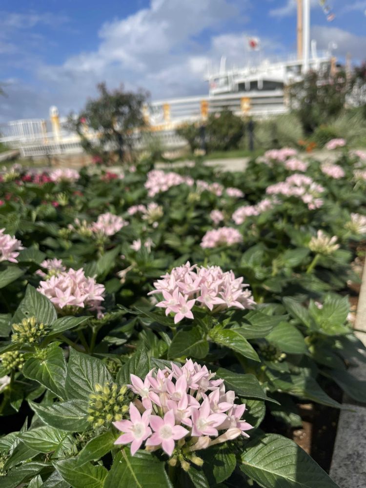 あーちゃんさんの山下公園への投稿