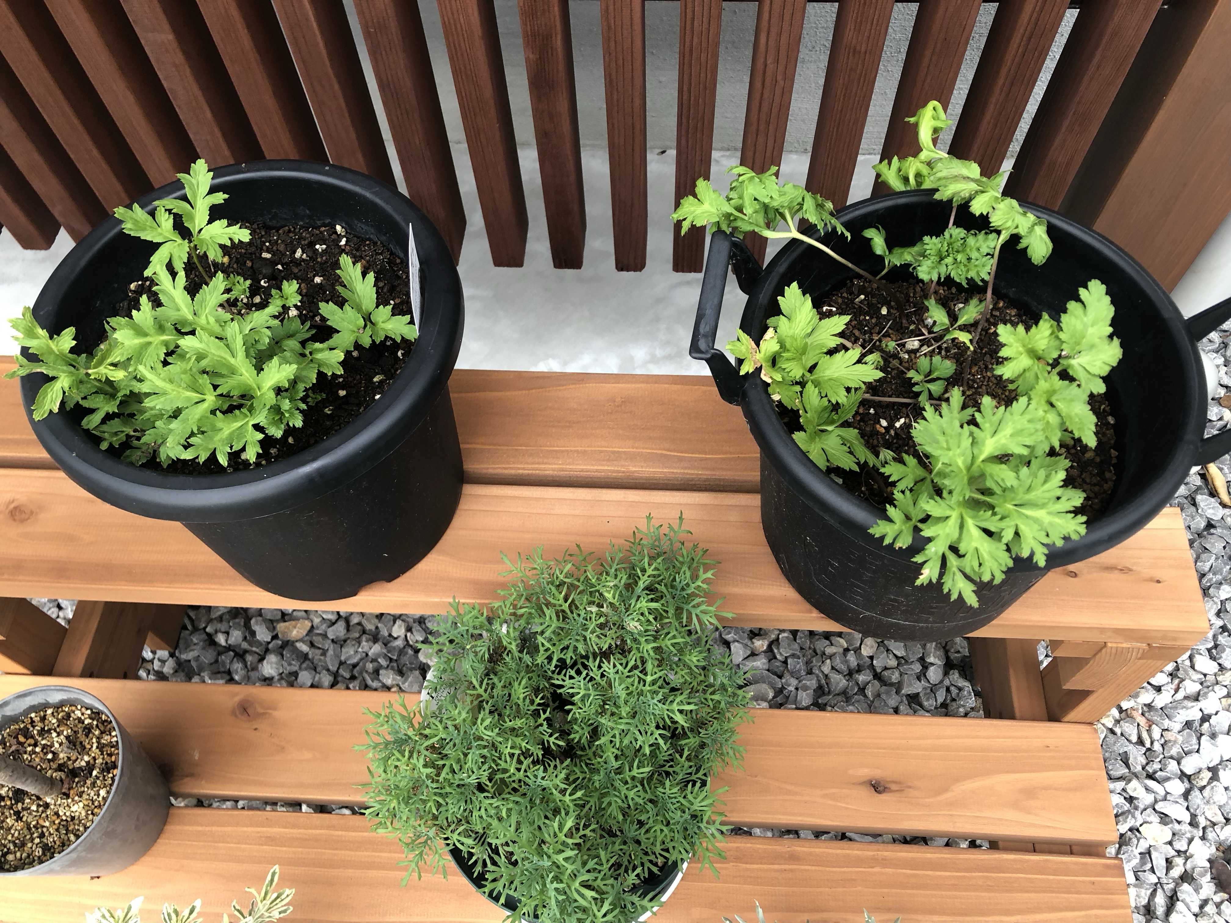 【お問合せ・確認用】植物全般（多肉、球根、水草、熱帯植物等） セダム カシミアヒントニー(モシニアナム)/盆栽、多肉植物、塊根植物