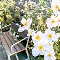 秋明菊,シュウメイギク（秋明菊）,お花,今日の花,ベンチの画像