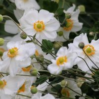 シュウメイギク,とうもろこし,秋明菊（八重）,山野草,野鳥の画像