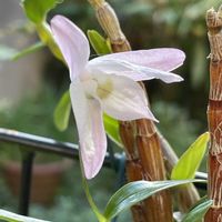 セッコク,花のある暮らし,お楽しみ❀.(*´▽`*)❀.,セッコク 長生蘭,キッチン裏の画像