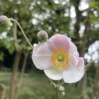 シュウメイギク,ニリンソウ,シュウメイギク　ピンク,今日のお花,キンポウゲ科イチリンソウ属の画像