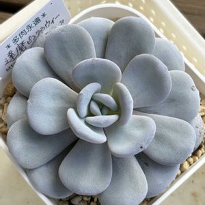 エケベリア,ピンクラウイ,多肉植物,かわいい,観葉植物の画像