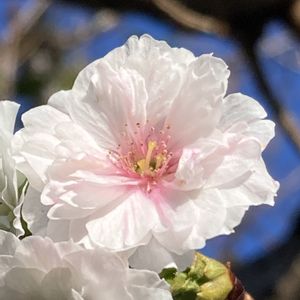 サクラ,ジュウガツザクラ,さくら サクラ 桜,フユザクラ,公園の画像