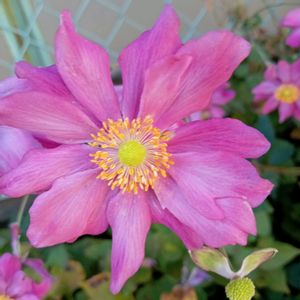 シュウメイギク,秋明菊（貴船菊）,キブネギク(貴船菊),貴船菊開花途中,秋明菊開花途中の画像