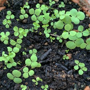 ガーデニング,花のある暮らし,ナチュラルスタイル,おうち園芸,庭の画像