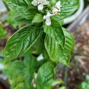 バジル,ハーブ,可愛いお花,可愛い蕾,平和を願うの画像