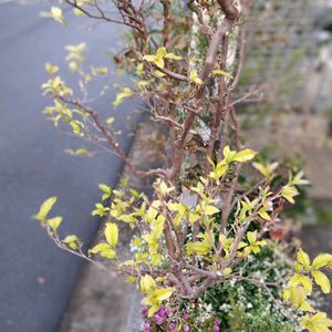 ヒメシャラ,新芽,きせつはずれの画像