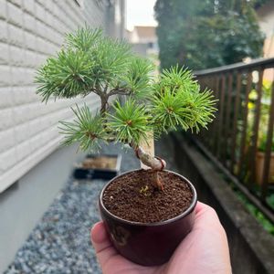 五葉松,伊豆の花火,伊豆の花火,ミニ盆栽の画像