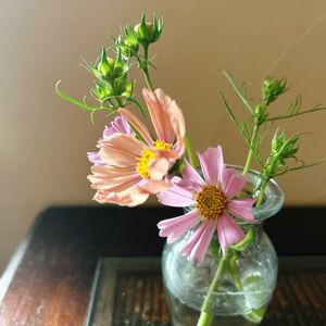 秋桜,花のある暮らし,切り花を楽しむ,ハナノヒ,日比谷花壇のサブスクの画像