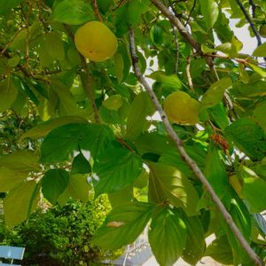 薬用植物,元気になれる花,お出かけ先。,優しい花に癒やされて,花咲く乙女たち♡の画像