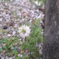 ニゲラ,モリムラマンネングサ,ひんやりとした朝の画像