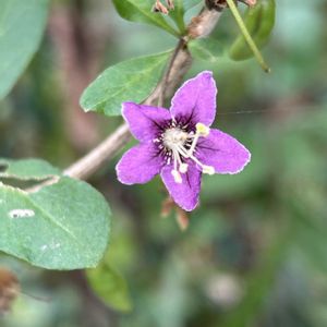 クコ,クコのお花,クコのお花,クコのお花,クコのお花の画像