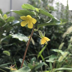 カラスノゴマ,カラスノゴマ,道端の草花,雑草,花言葉の画像