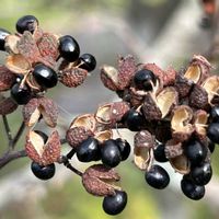 サンショウ,山野草,花のある暮らし,おうち園芸の画像