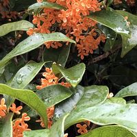 水菜,キンモクセイ（金木犀）,ミニ茄子,家庭菜園の画像