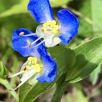 ツユクサ,可愛いお花♡,優しい気持ち♡,青い花マニア,ありがとうの気持ちを込めての画像