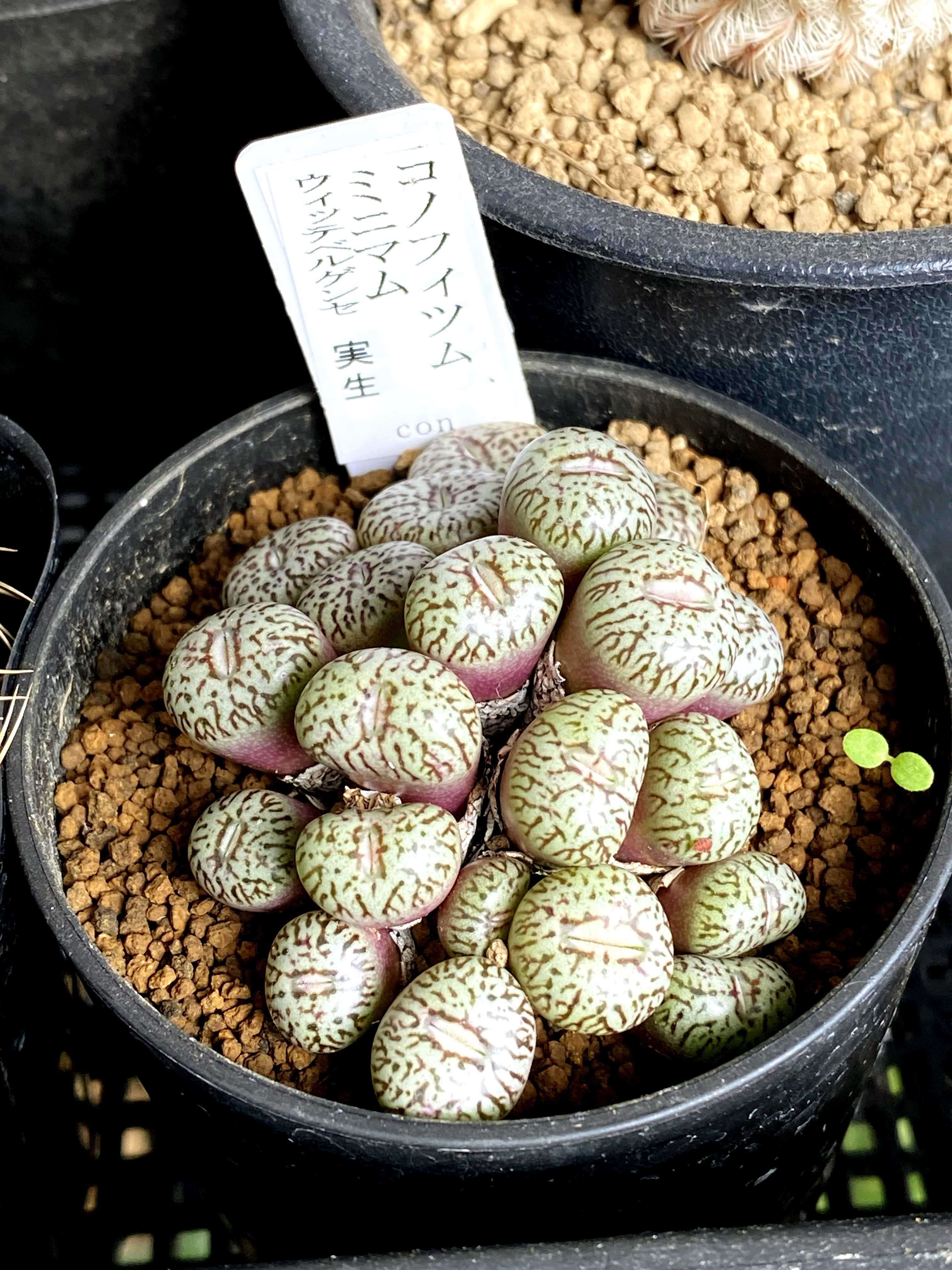 コノフィツム ウィッテベルゲンセの一覧｜🍀GreenSnap（グリーン
