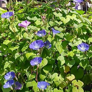 西洋朝顔＊ヘブンリーブルー,プランター,花のある暮らし,植物のある暮らし,おうち園芸の画像