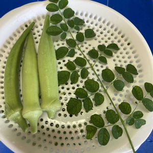 モリンガ,モリンガ,沖縄島オクラ,楊貴妃オクラ,水耕栽培の画像