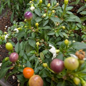 観賞用トウガラシ,ガーデニング,プランター,花のある暮らし,おうち園芸の画像