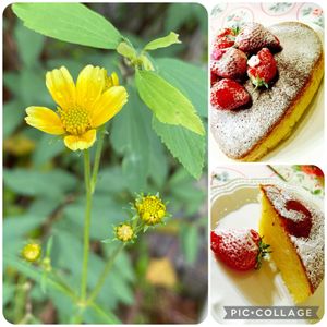 ウィンターコスモス,ウィンターコスモス,花のある暮らし,おうち園芸,花ブローチ倶楽部の画像