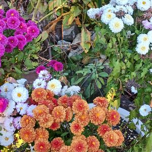 プランター,花のある暮らし,植物のある暮らし,おうち園芸の画像