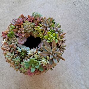 多肉リース,多肉植物,普及種,多肉植物リース,葉挿しっ子の画像