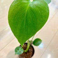 モンステラ,モンステラ,観葉植物,初心者の画像