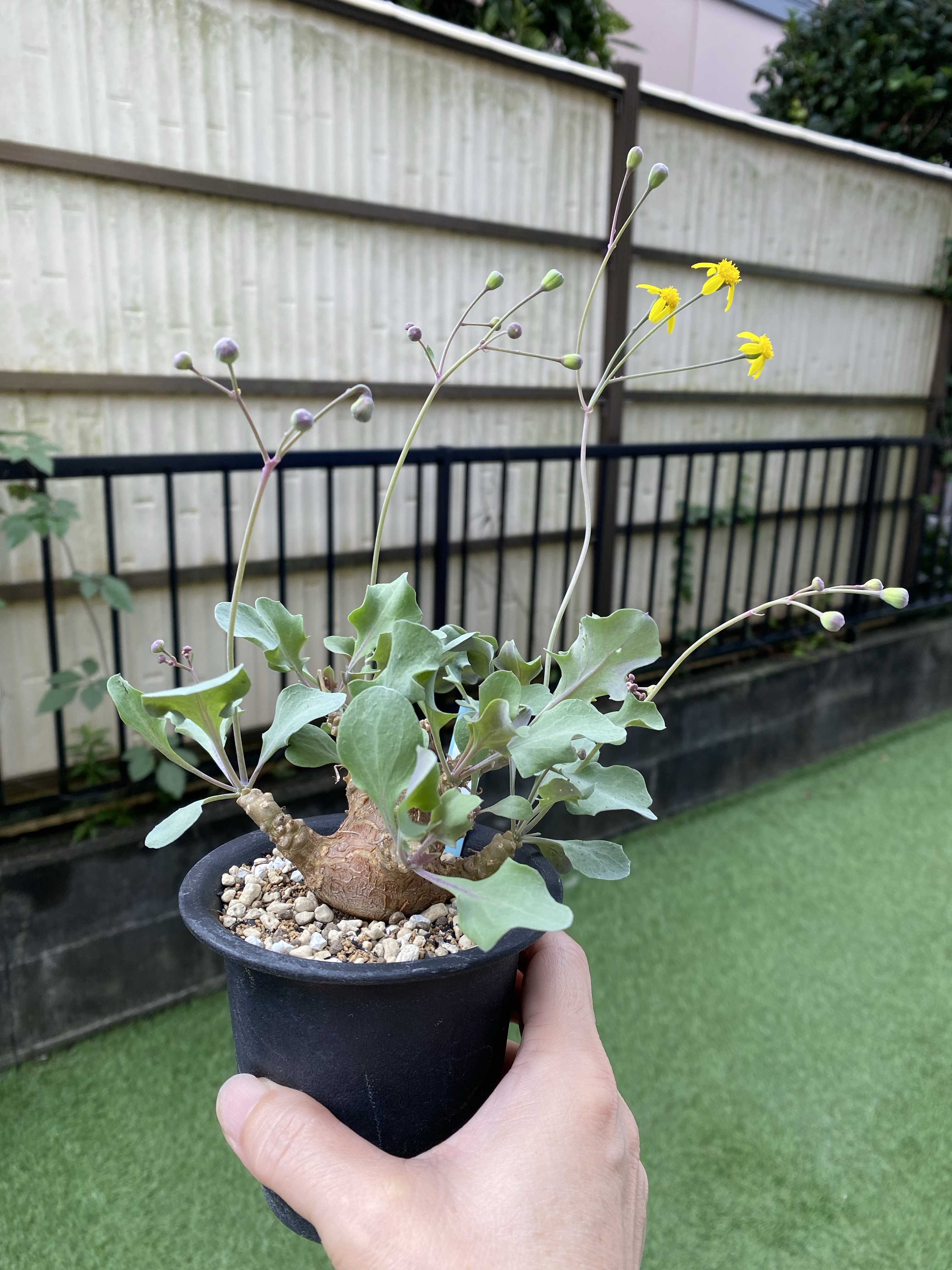 オトンナ・アルミアナの一覧｜🍀GreenSnap（グリーンスナップ）