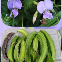 四角豆,うりずん豆（四角豆）,ブルーの花,実りに感謝の画像